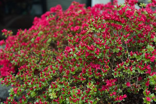 Cost of Weigela Removal Service in Poulsbo