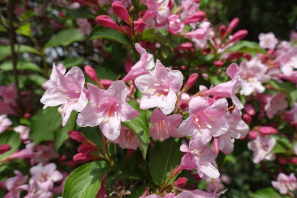Cost of Weigela Pruning Service in Poulsbo