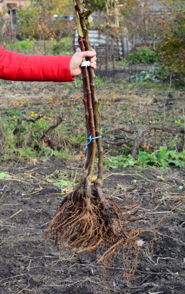 Cost of Shrub Root Removal in Poulsbo