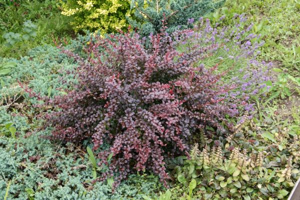 Cost of Japanese Barberry Removal in Poulsbo