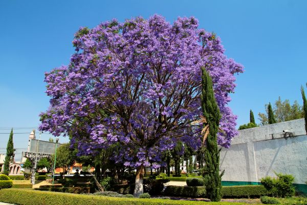 Cost of Jacaranda Pruning in Poulsbo
