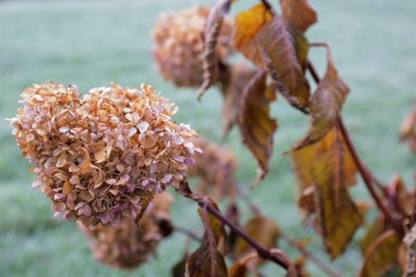 Cost of Hydrangea Removal in Poulsbo