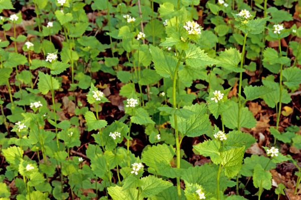 Cost of Garlic Mustard Removal in Poulsbo