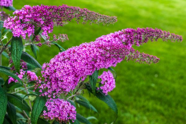 Cost of Butterfly Bush Removal in Poulsbo