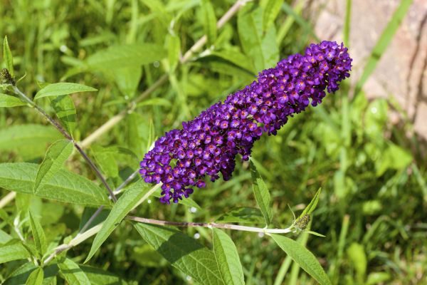 Butterfly Bush Pruning in Poulsbo