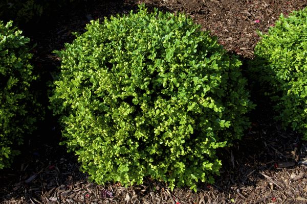Cost of Boxwood Removal in Poulsbo