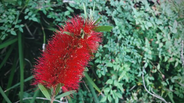 Cost of Bottlebrush Pruning in Poulsbo