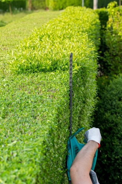 Hedge Trimming in Poulsbo