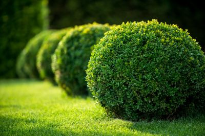 Healthy Shrubs with New Growth