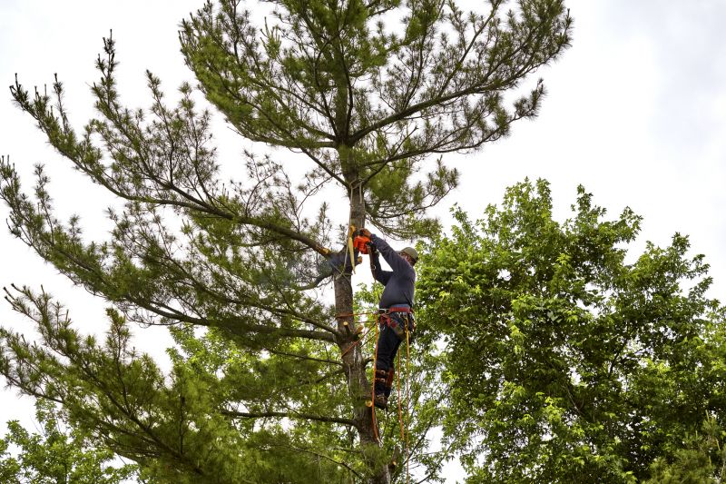 Specialized Arborists